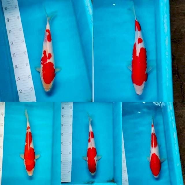 Kohaku 5 ekor 30-34cm red strong