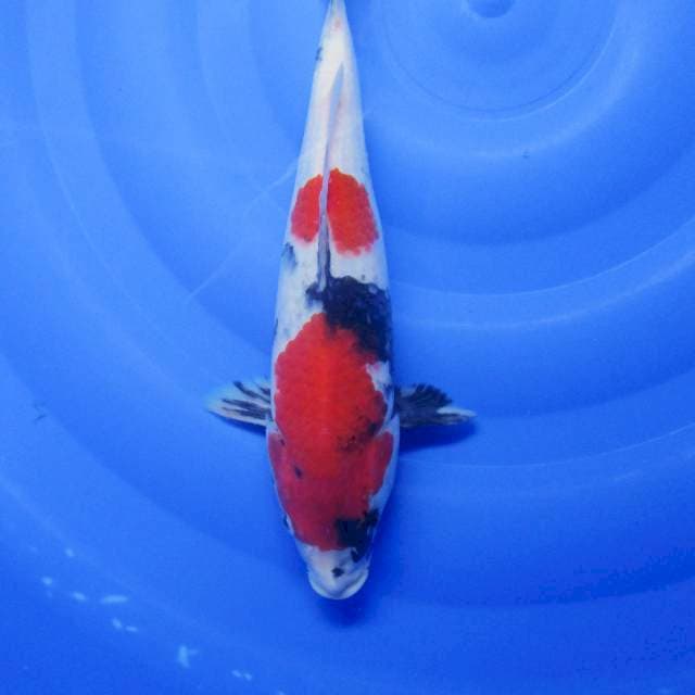 Showa 27 cm