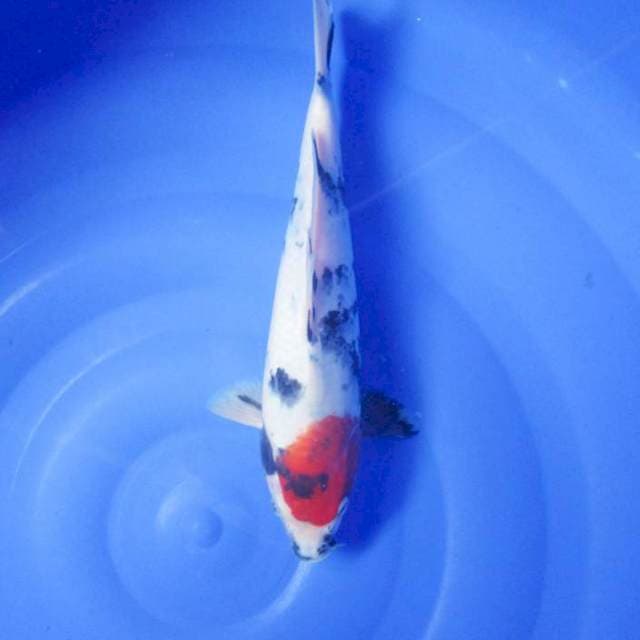 Showa 29 cm