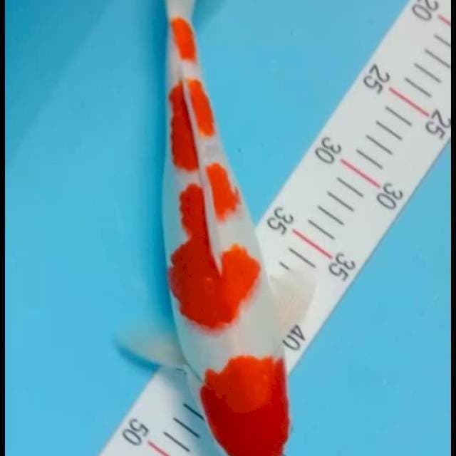 Kohaku betina 35bu