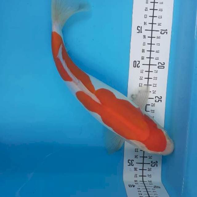 Doitsu murni 30cm
