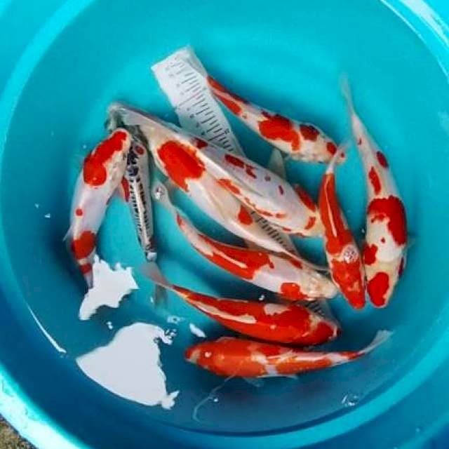 Paket kikusui kohaku 25bu 10ekor