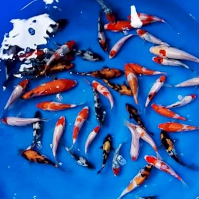 Paket kohaku sanke sowa Siro utsuri 12-20cm 50ekor