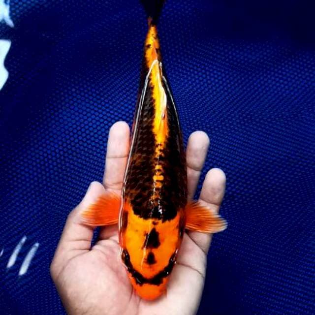UREN KABUTO