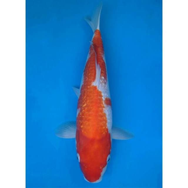 Okawa Kohaku Ginrin