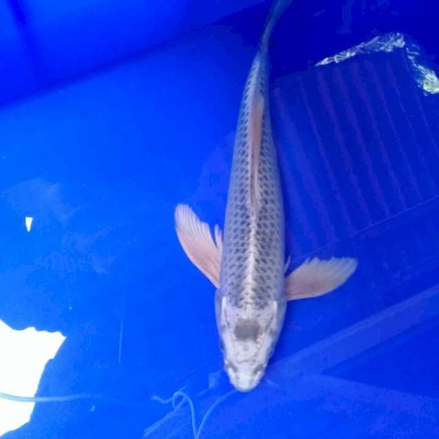 Kumpay matsuba 28cm