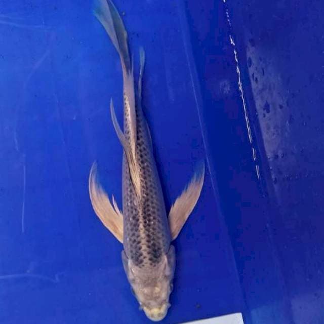 Kumpay matsuba 27 cm