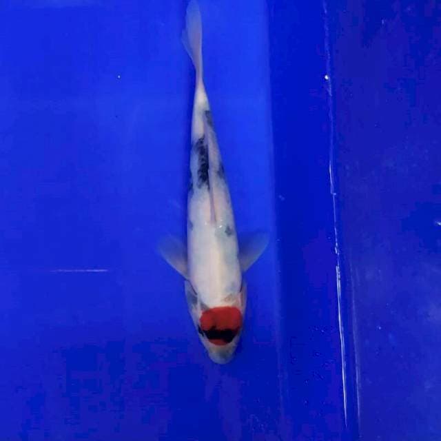 Tancho showa 20cm