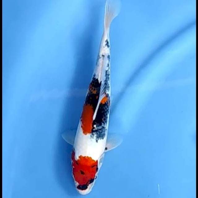 MARUTEN KINDAI # 28CM