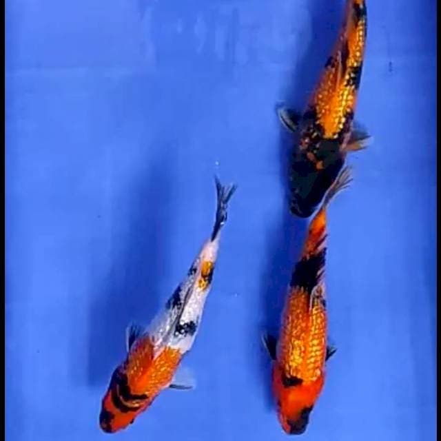 3 EKOR SHOWA GINRIN # 21-23CM