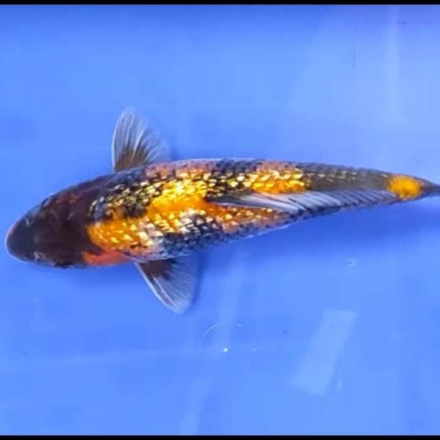 SHOWA GINRIN # 22 CM JANTAN