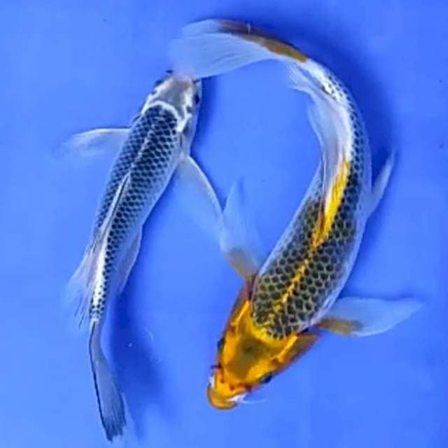 2 EKOR KUMPAY # 21-25 CM