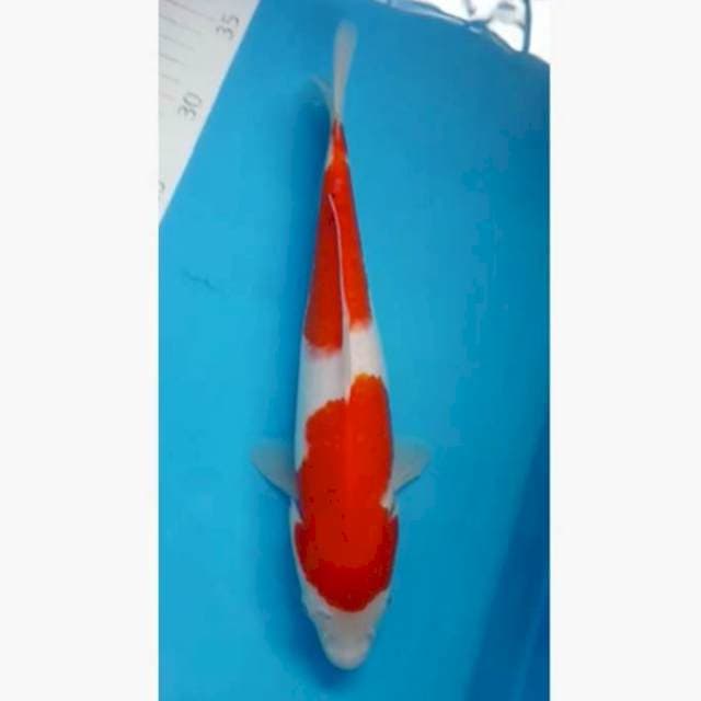 Kohaku 2step