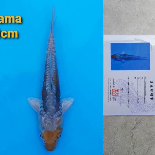 Oyama doitsu metallic ochiba 20cm serty
