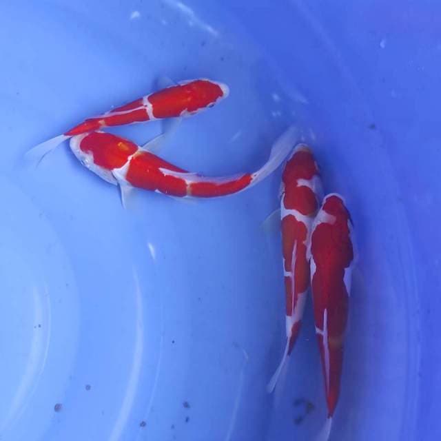 Paket kohaku doit 4ekor