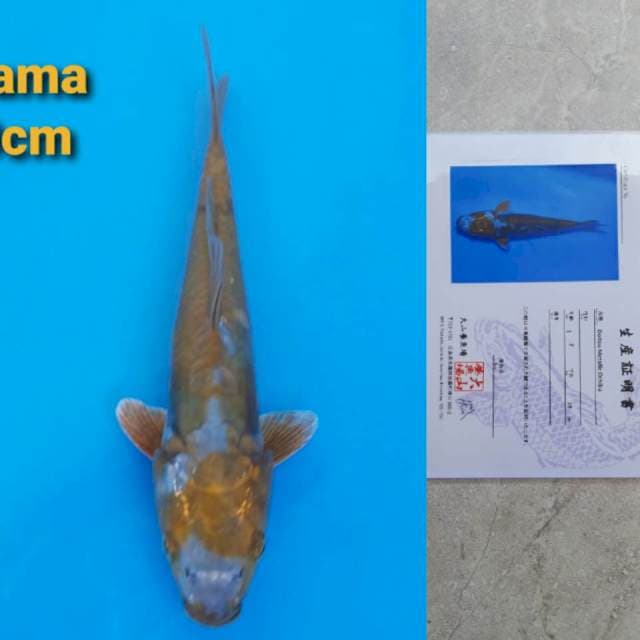 Oyama doitsu metallic ochiba 20cm serty