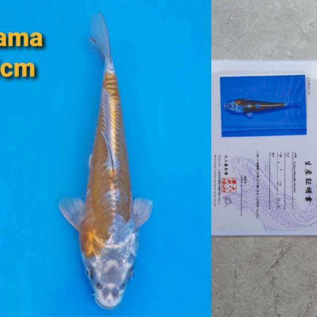 Oyama doitsu metallic ochiba 25cm serty