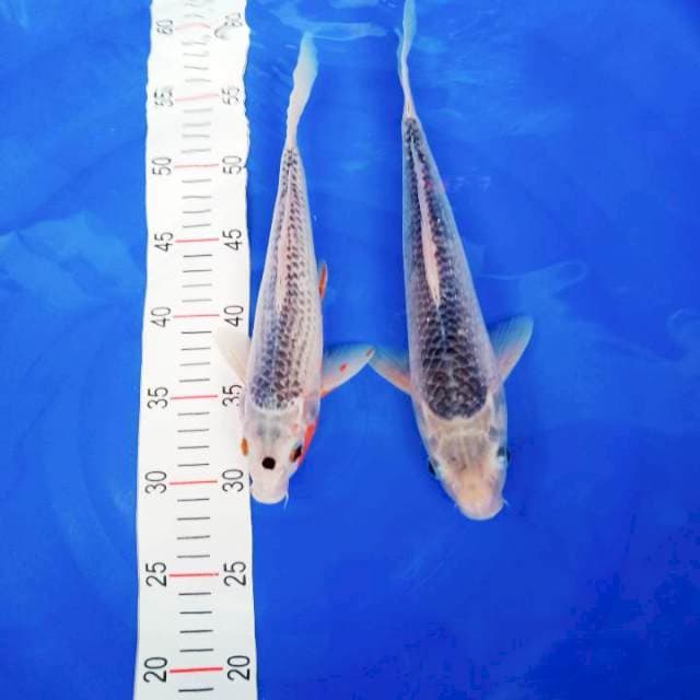 Asagi 28-32cm