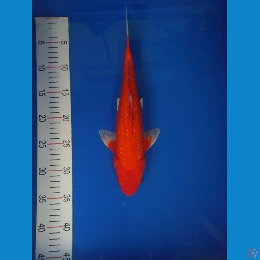 Akahajiro 35 cm