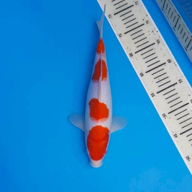 Kohaku SQ 35cm