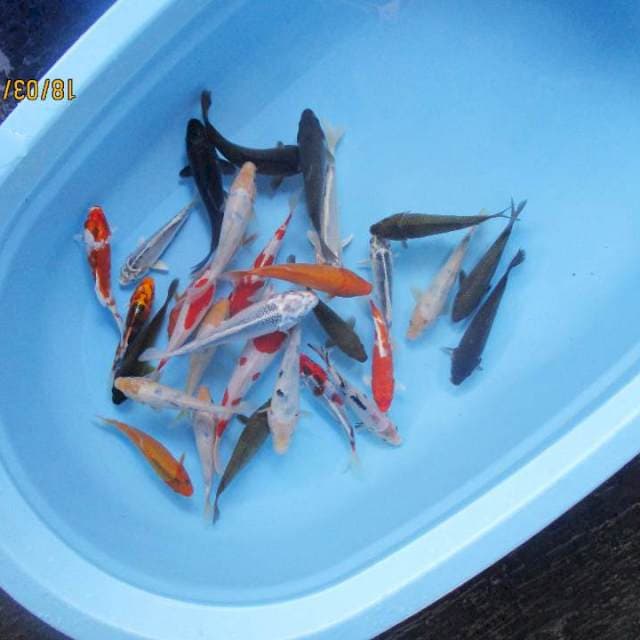 Paket mix 30 ekor