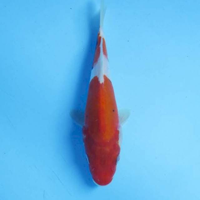 Super doitsu 21 cm