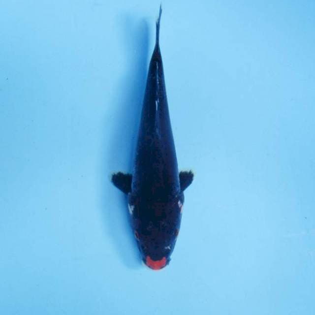 Karasugoi 20 cm