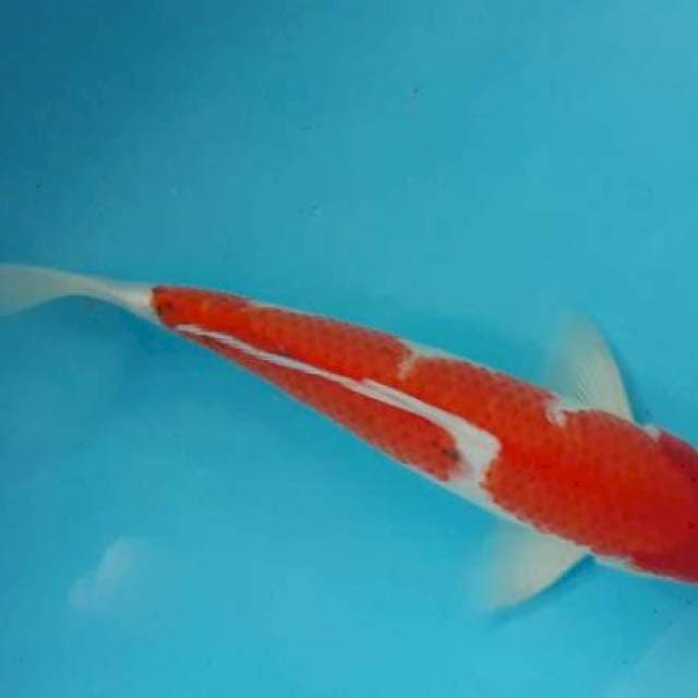 Kohaku