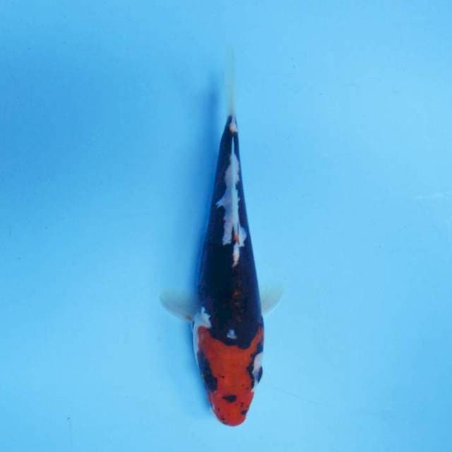 Tanco beni kumonryu 19 cm