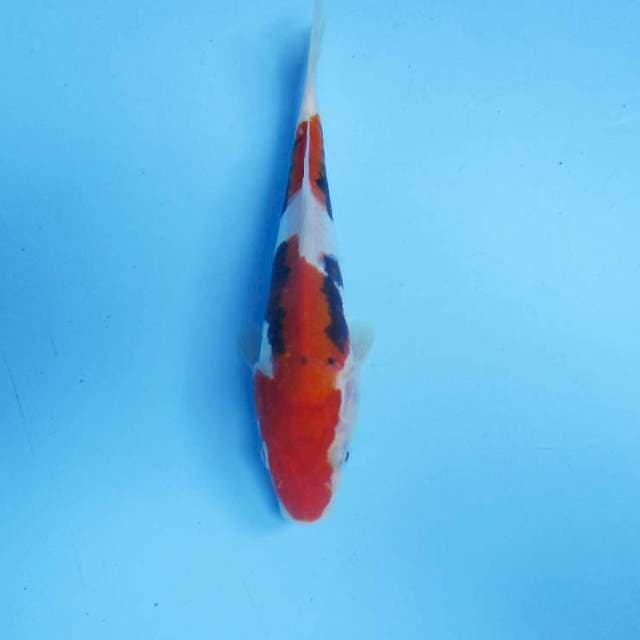 Beni kumonryu 18 cm
