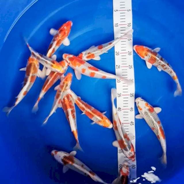 Paket Kujaku 20-27cm 14ekor