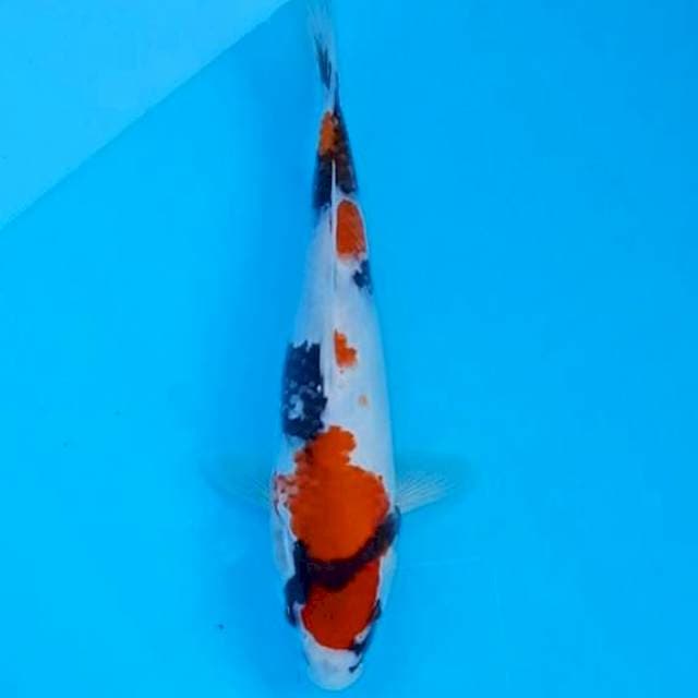 Showa 28cm