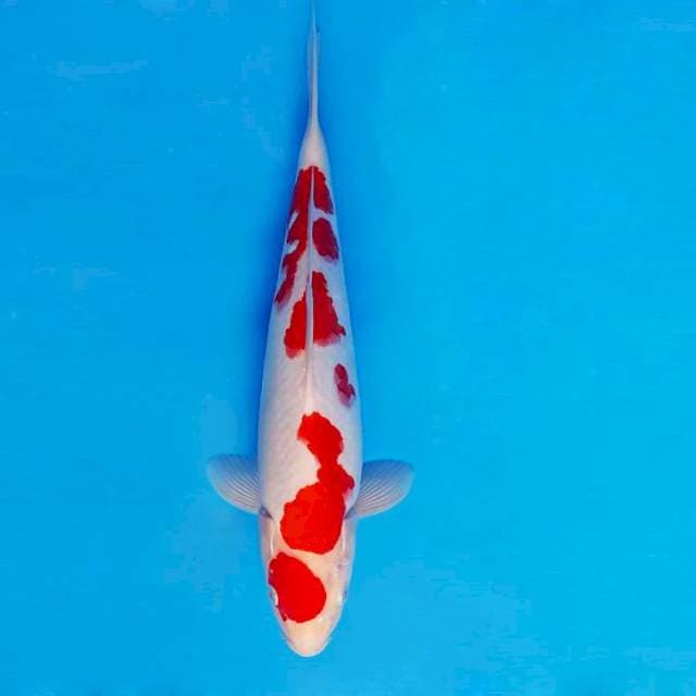 ARENA 3 ~ KOHAKU ™