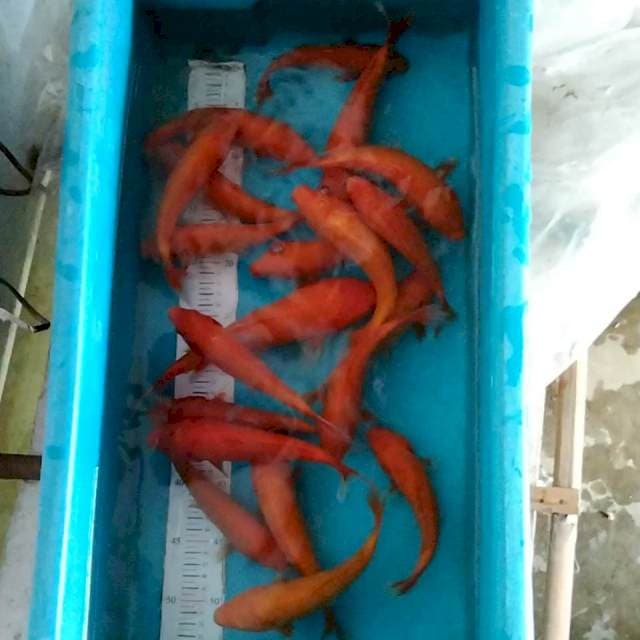 Benigoi 20-26 cm 20 ekor