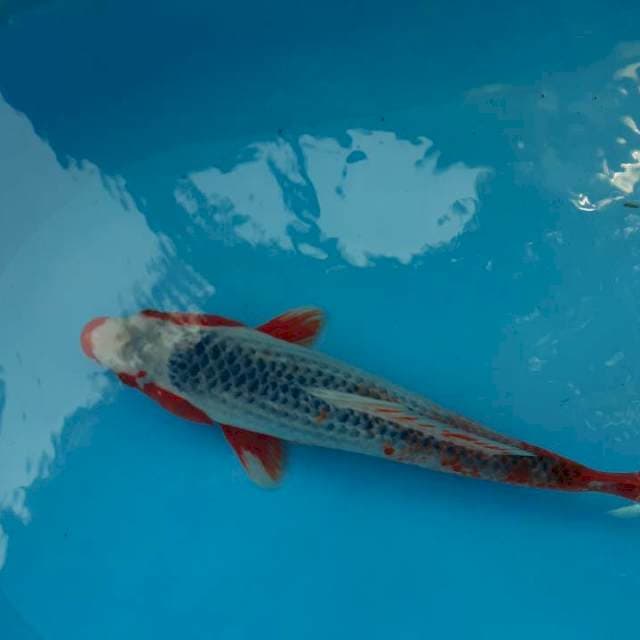 Adagi 37 cm