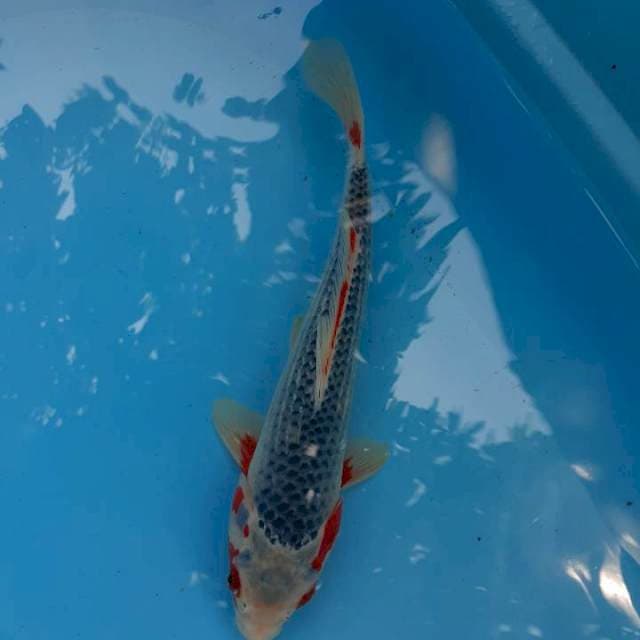 Asagi 35 cm