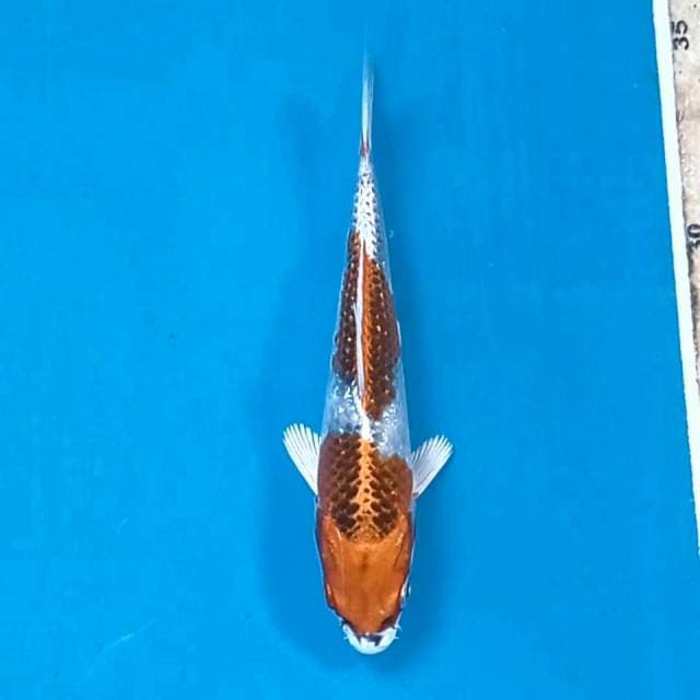 Kujaku, 14 cm