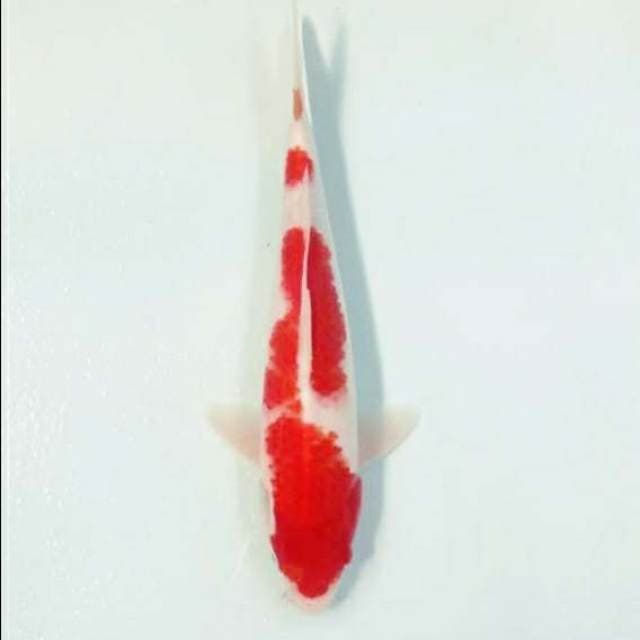 Kohaku jozz 36cm