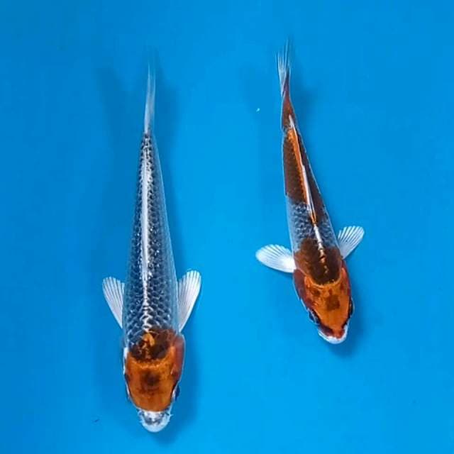 Paket 2 ekor kujaku, 12 cm & 15 cm