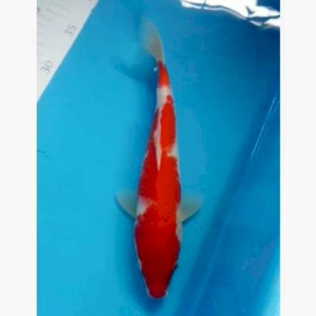 Kohaku