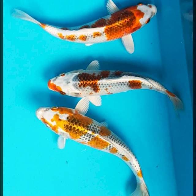 Kujaku Strong 22,23,24cm