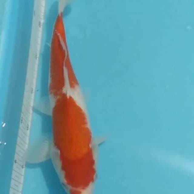 Kohaku 30cm