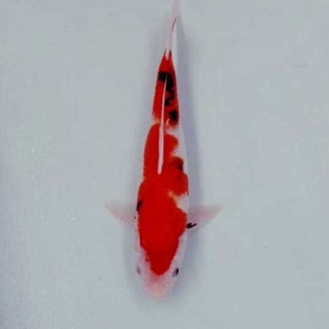Sanke 32 cm