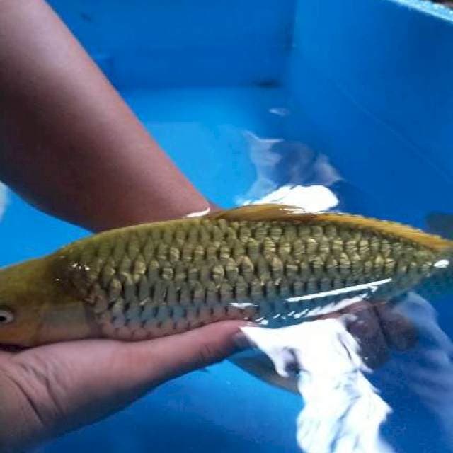 Midori ginrin punuk body badak 40 cm