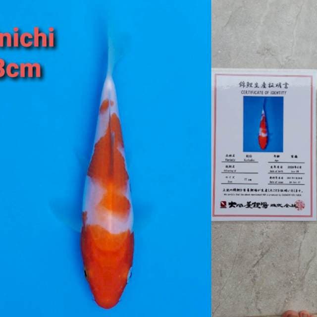 Dainichi kohaku 14cm certi