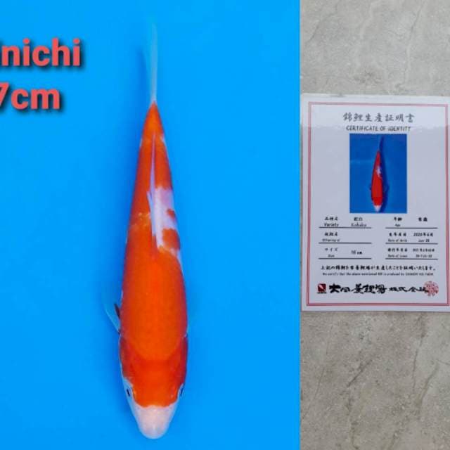 Dainichi kohaku 18cm certi