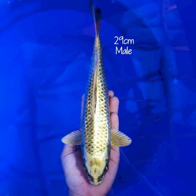 D. Mukasi Golden || Jantan