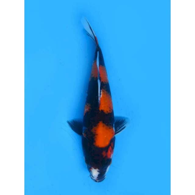 Hi Showa - 25cm Female
