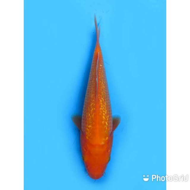 Benigoi Ginrin - 21cm