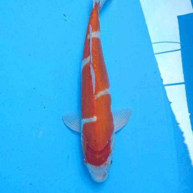 kohaku doit 36 cm